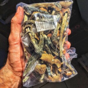 Golden Teacher | Shrooms | Mushrooms